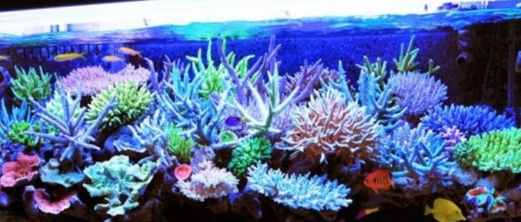 Mi reef, la foto no es actual. Es la única que he podido subir.