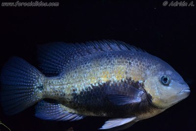 42_DSC_0025_zpsrk7cxlmj.JPG