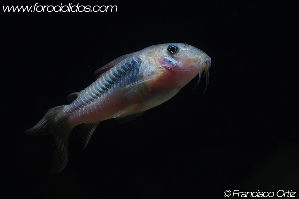 Corydoras aeneus (Gill, 1858): Corydoras bronce Aeneus