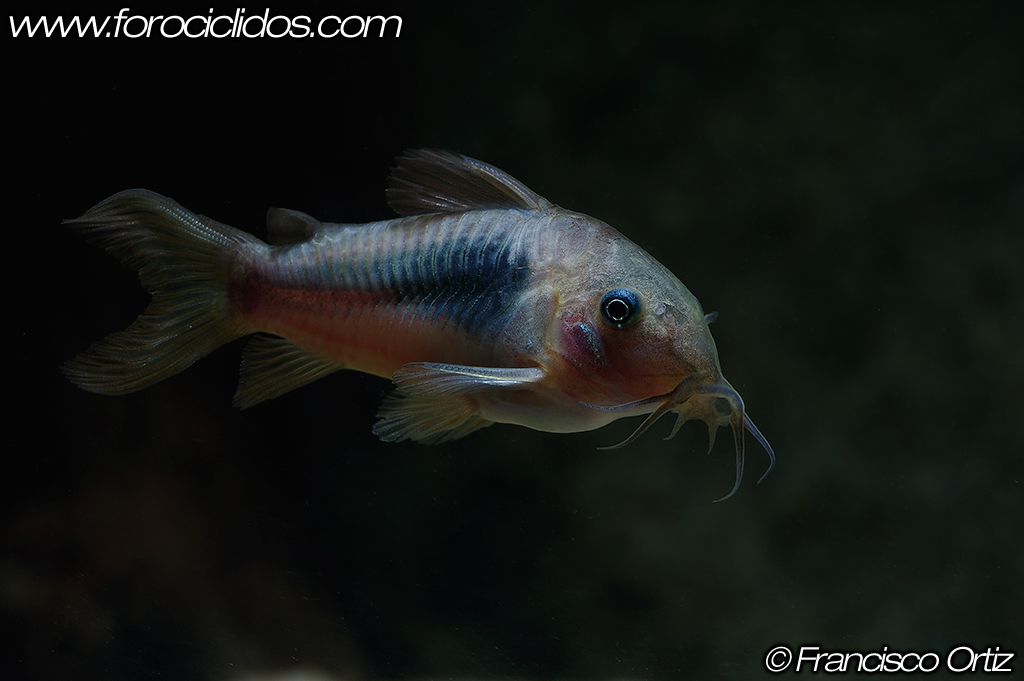 Corydoras aeneus (Gill, 1858): Corydoras bronce Aeneus_1