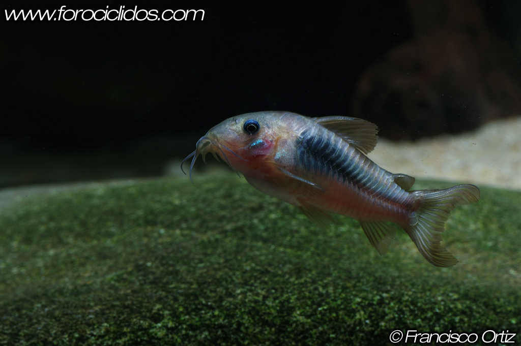 Corydoras aeneus (Gill, 1858): Corydoras bronce Aeneus_2